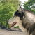 Siberische Husky Siberische Husky