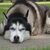 Siberische Husky Siberische Husky