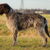 Korthals Griffon Korthals Griffon