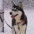 Siberische Husky Siberische Husky