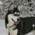 Siberische Husky