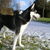 Siberische Husky