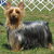 Silky Terrier