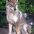 Shikoku Shikoku