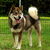 Shikoku Shikoku