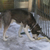 Siberische Husky