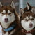 Siberische Husky Siberische Husky