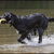 Flat Coated Retriever Flat Coated Retriever