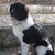Landseer