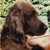 Ierse Setter Ierse Setter