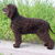 Ierse Waterspaniel Ierse Waterspaniel