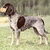 Luzerner Laufhund