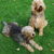 Otterhound Otterhound