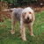 Otterhound Otterhound