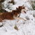 Siberische Husky Siberische Husky