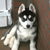 Siberische Husky Siberische Husky