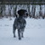 Duitse Staande Hond, Draadhaar