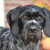 Duitse Staande Hond, Draadhaar