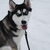 Siberische Husky Siberische Husky