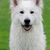 Zwitserse Witte Herder