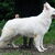 Zwitserse Witte Herder