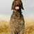 Korthals Griffon Korthals Griffon