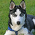 Siberische Husky Siberische Husky
