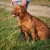 Chesapeake Bay Retriever