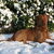 Chesapeake Bay Retriever