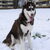 Siberische Husky Siberische Husky