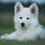 Zwitserse Witte Herder Zwitserse Witte Herder