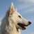 Zwitserse Witte Herder Zwitserse Witte Herder