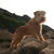Lakeland Terrier Lakeland Terrier