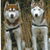Siberische Husky Siberische Husky