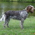 Korthals Griffon Korthals Griffon