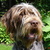 Korthals Griffon Korthals Griffon