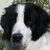 Landseer