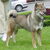 Shikoku Shikoku