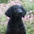 Curly Coated Retriever Curly Coated Retriever