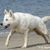 Zwitserse Witte Herder