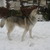 Siberische Husky Siberische Husky