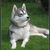 Siberische Husky