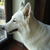 Zwitserse Witte Herder Zwitserse Witte Herder