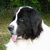 Landseer