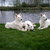 Zwitserse Witte Herder
