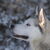 Siberische Husky