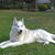 Siberische Husky Siberische Husky
