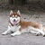 Siberische Husky Siberische Husky