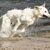 Zwitserse Witte Herder Zwitserse Witte Herder