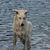 Zwitserse Witte Herder